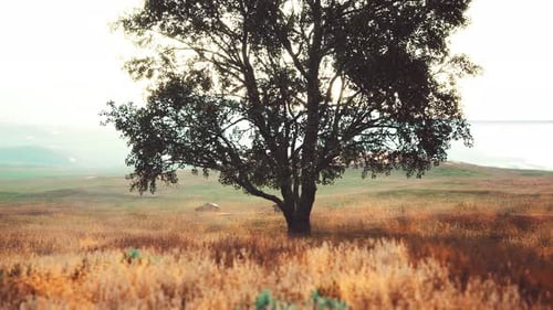Landscape with a Hill and a Single Tree at Sunrise with Warm Light