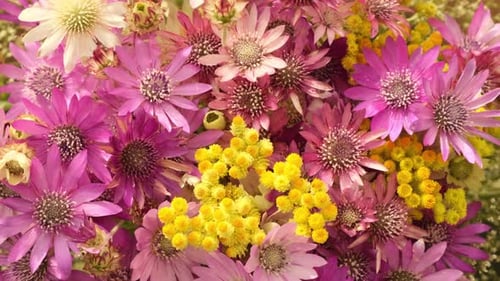 Close-Up of Vibrant Floral Bouquet