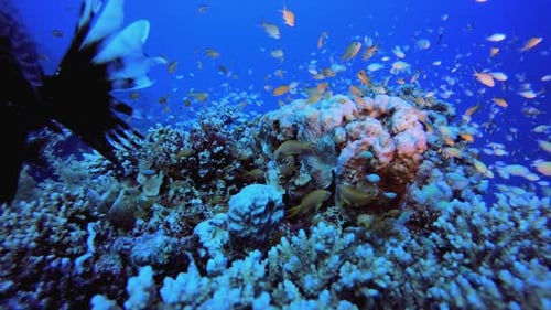 Tropical Lion-Fish Coral Garden