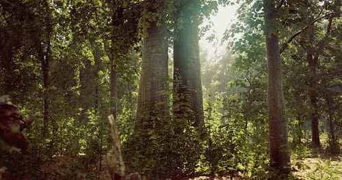 Sunlight Filters Through Tall Trees in a Serene Forest at Dawn