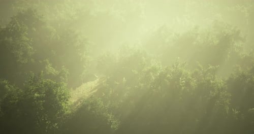 Misty Forest Path Illuminated By Sunlight During Early Morning Hours