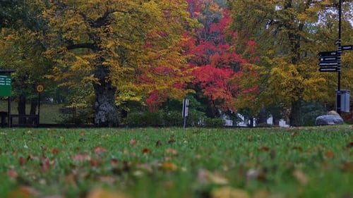 Beautiful Landscape Whit Color Full Trees In Autumn. Tilting Down Shoot In 4K