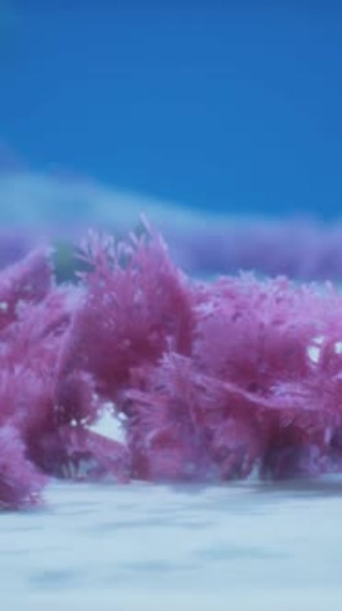 Purple and Pink Soft Corals and Red Sponges