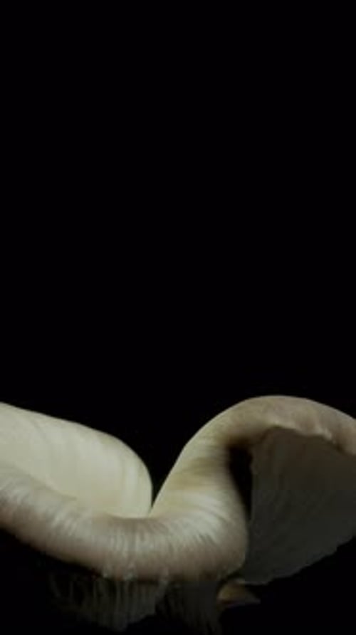 Mushroom Growing Time Lapse on Black Background