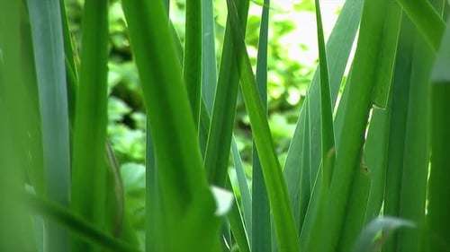 Nahaufnahme von Binsen, die in einem Garten wachsen.