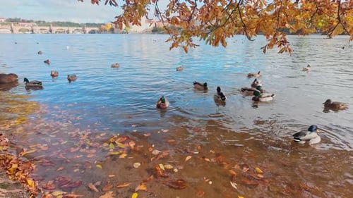 Wild ducks swims through yellow-leaf on water of Vltava River in Prague during golden autumn