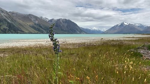 Flor de bugloss de víbora que crece en la orilla del lago Tekapo, Nueva Zelanda