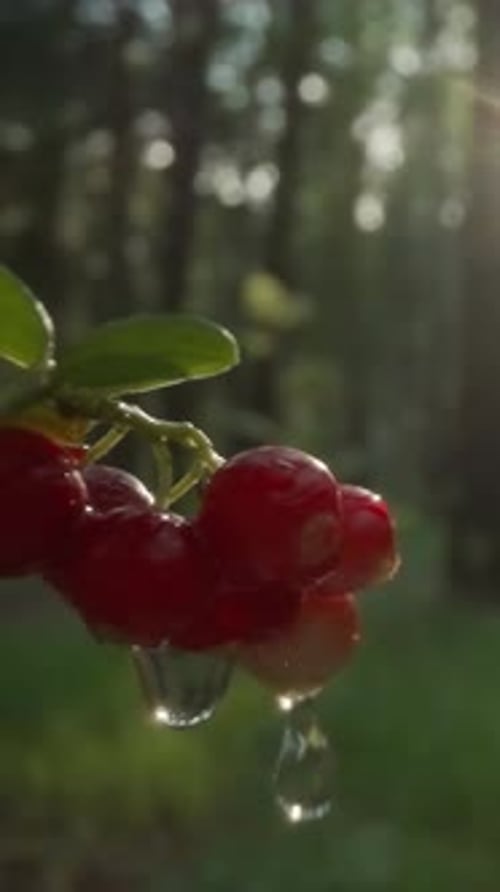 Dewy Red Currants in Sunlit Forest Ambience
