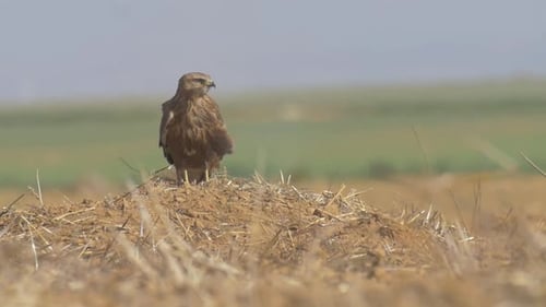 Hawk Perched in Field Takes Flight