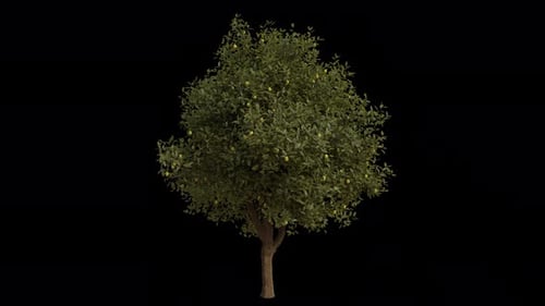 lemon Tree blowing in the wind. Wind blows the Citrus limon Tree. Alpha Channel. Loop Animation