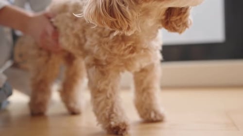 Woman Petting a Cute Dog on Wooden Floor