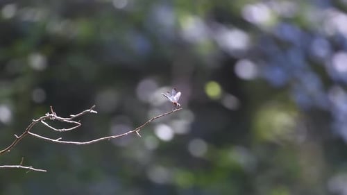 Libélula de tamanho médio, em um pequeno galho perto da água. 25 seg/24 fps. 40% de velocidade. Clipe 3