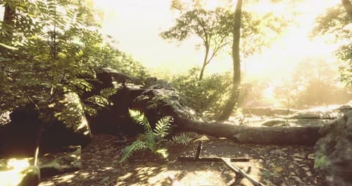 Sunlight Filtering Through Trees in a Vibrant Forest Setting