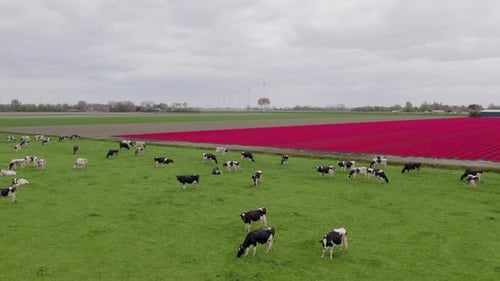 Aerial view of tulip fields with cows and flowers, Netherlands.