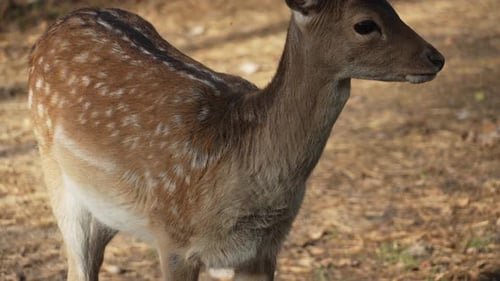 Graceful Spotted Deer Standing Calmly in Forest