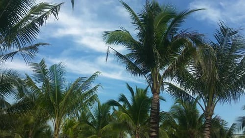 Palm Trees Blowing in the Breeze on Tropical Island