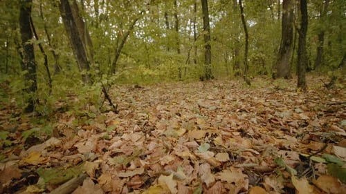 Forest during late autumn with leaves fallen on the dirt.
