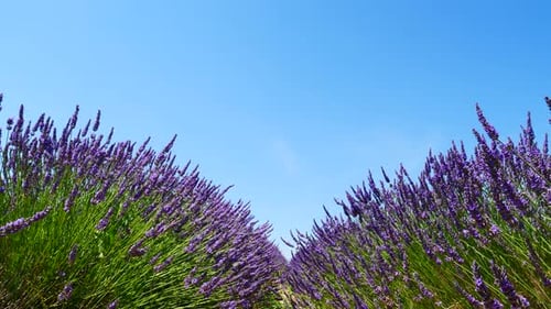 Lavender Flowers on Field.