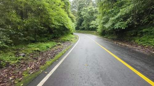 Road in the middle of the forest