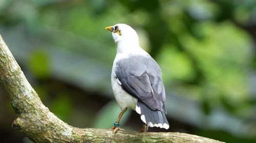 Black-winged myna, acridotheres melanopterus perched on tree branch amidst the forest, wondering aro