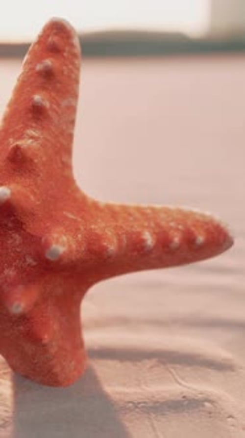Starfish on the Sity Beach