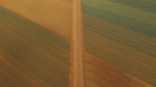 Aerial tracking shot of dirt road between crops growing on agricultural landscape.