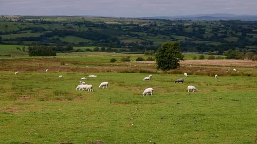Upland farmland with grazing Sheep. Summer. Powys. Wales