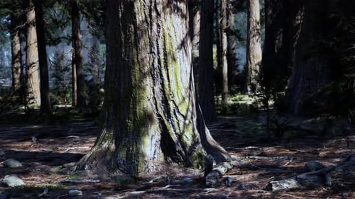 Un arbre majestueux se dressant haut au cœur d'une forêt luxuriante