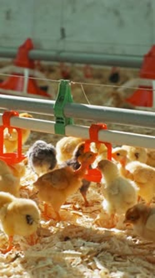 Newly Hatched Chicks Observed in a Vibrant Poultry Farm Environment Nurturing Their Growth
