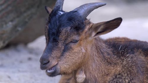 A young goat chewing while lying on the ground - Close up