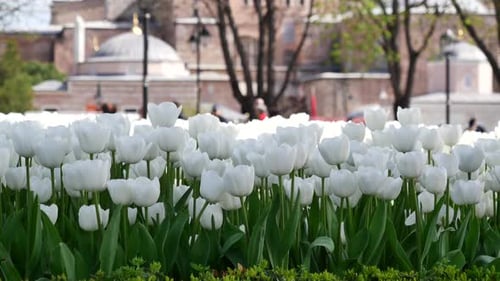 White Tulips in a Garden at Popular Tourist Destination