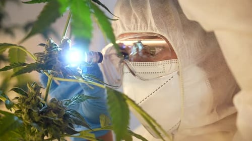 Close up shot of Caucasian Scientist looking and studying cannabis plant leaves and buds in a labora