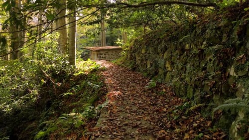 Autumn Leaves And Stone Mill