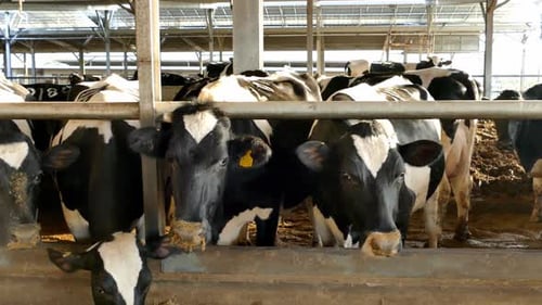 Cows Eating Behind a Metal Gate in Barn