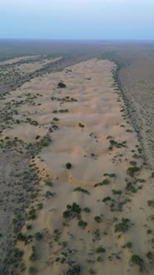 Aerial drone view of endless golden sand dunes with green vegetation in Jaisalmer