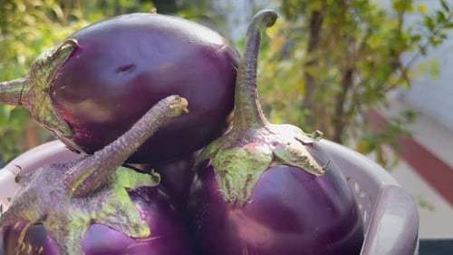 Eggplants Rotating On Turntable