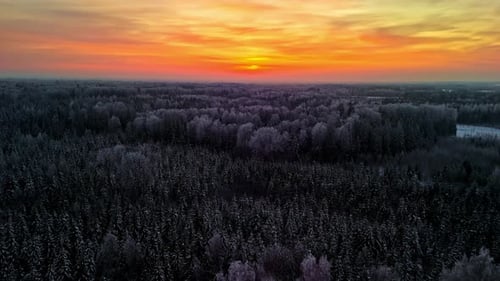 Snow-covered Pine Tree Forest At Sunset With Orange Sky. - aerial shot