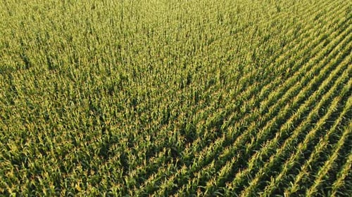 Vast Green Corn Field Drone Aerial View Agriculture Farming Harvest Season