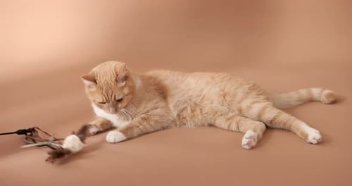 Orange Cat playing with Toy Mouse on Background