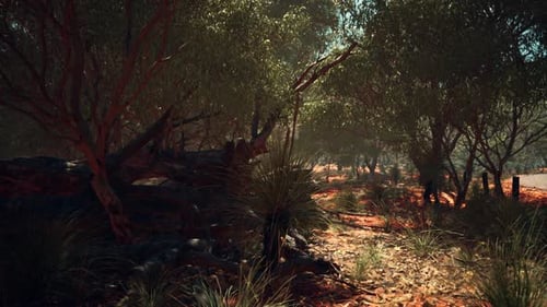 Sunlight Filtering Through Woodland Trees with Red Earth