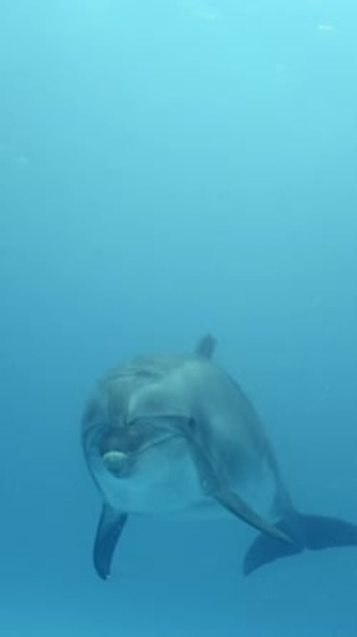 Curioso delfín nariz de botella nada en aguas azules, acercándose a la cámara