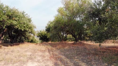 Grass field with trees