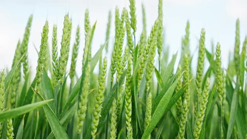 Wheat Blades Swaying in Breeze, Field Shot