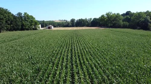 Aerial view of green maize field,
