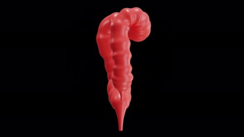 3D Animation of Large Intestine
