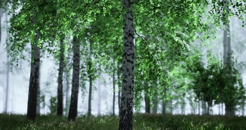 Lush Green Birch Forest During a Misty Morning