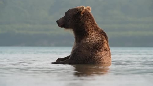 Brown Bear scouting for Salmon fish in a river stream at Kamchatka, Russian federation