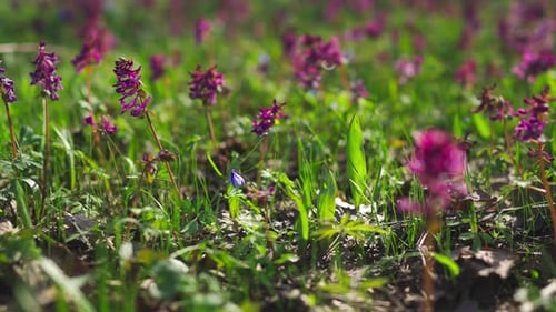 Closeup Beautiful Blooming Swaying In The Wind Purple Aromatic Flowers at Fields Nature Background