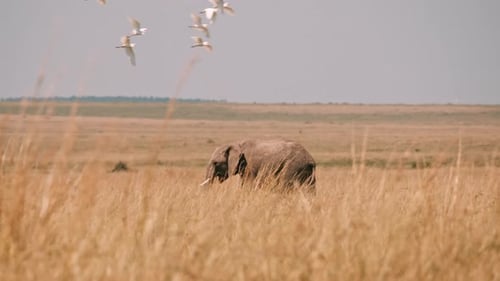 Elephant Walking Through Golden Grass in African Savannah
