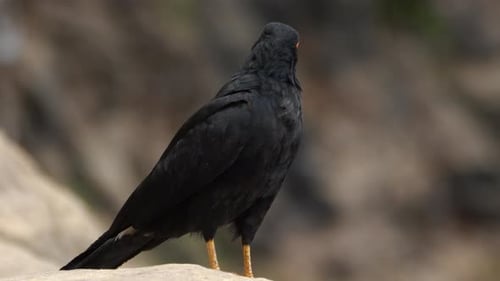Detailaufnahme einer Schwarzen Caracara am Flussufer